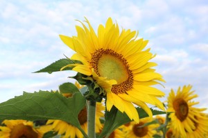 sunflower-450231_960_720